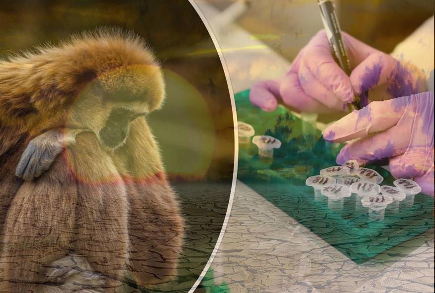 Ευλογιά των πιθήκων: Αναλαμβάνει ο ΕΟΔΥ την ενημέρωση – Τα συμπτώματα, τι να προσέξουμε